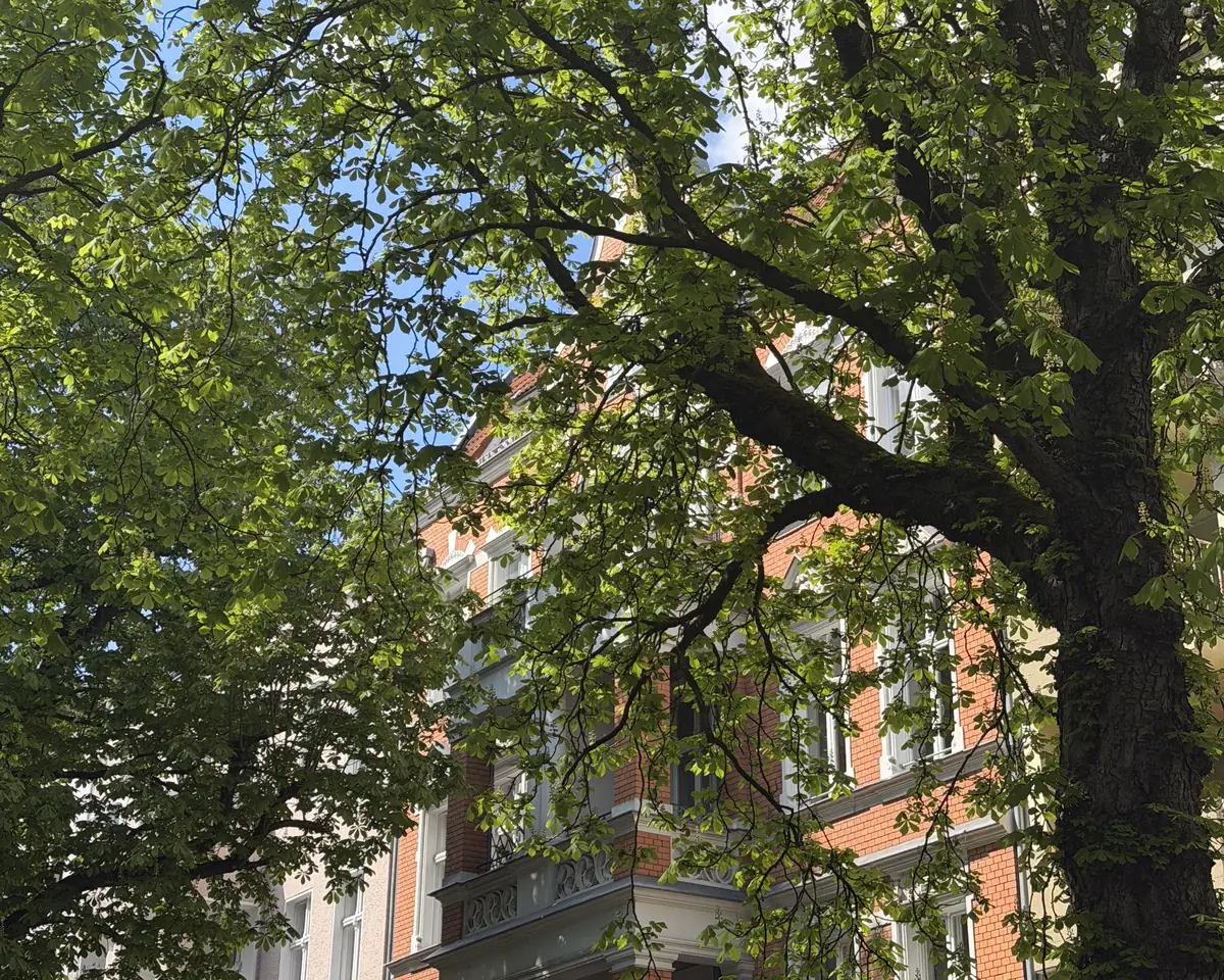 Baumkrone vor einem Altbau in Friedenau